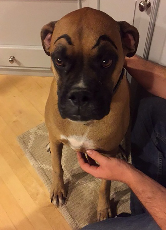 39 Funny Images of Dogs With Eyebrows