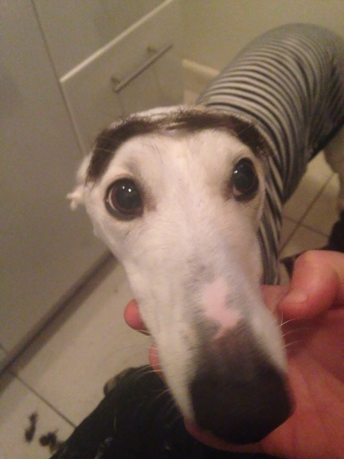 39 Funny Images of Dogs With Eyebrows