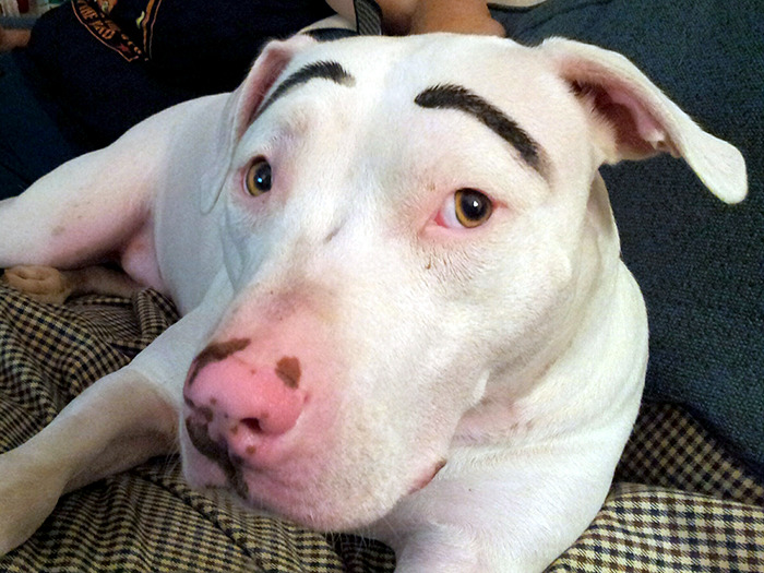 39 Funny Images of Dogs With Eyebrows