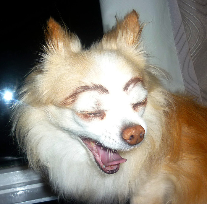 39 Funny Images of Dogs With Eyebrows