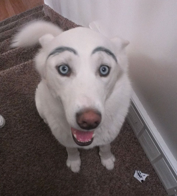 39 Funny Images of Dogs With Eyebrows 39 Funny Images of Dogs With Eyebrows