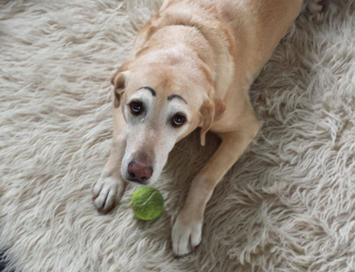 39 Funny Images of Dogs With Eyebrows 39 Funny Images of Dogs With Eyebrows