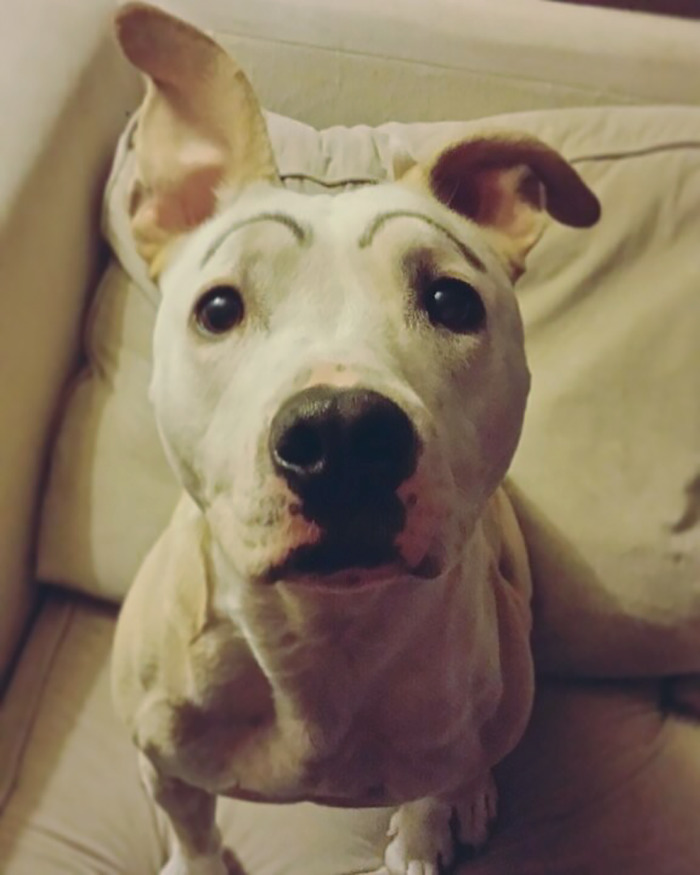 39 Funny Images of Dogs With Eyebrows