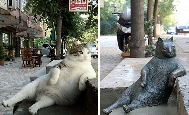 Istanbul&#8217;s Most Famous Cat Honored With Its Own Statue At Its Favorite Spot