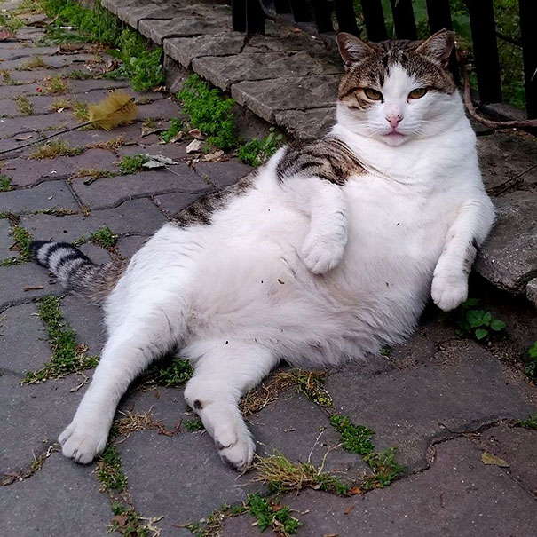 Istanbul&#8217;s Most Famous Cat Honored With Its Own Statue At Its Favorite Spot