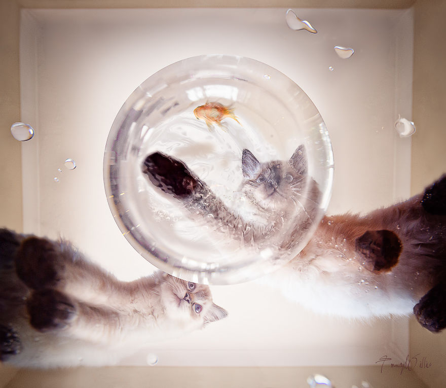 I Create Surreal Photos Of My Pets Using Photoshop (Part 2) I Create Surreal Photos Of My Pets Using Photoshop (Part 2)