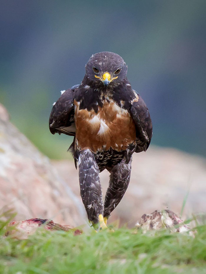 This Badass Hawk Just Sparked The Most Intense Photoshop Battle Ever (95 Pics) This Badass Hawk Just Sparked The Most Intense Photoshop Battle Ever (95 Pics)