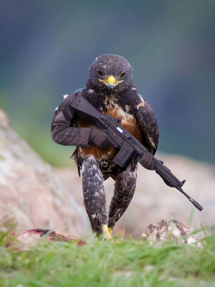 This Badass Hawk Just Sparked The Most Intense Photoshop Battle Ever (95 Pics) This Badass Hawk Just Sparked The Most Intense Photoshop Battle Ever (95 Pics)