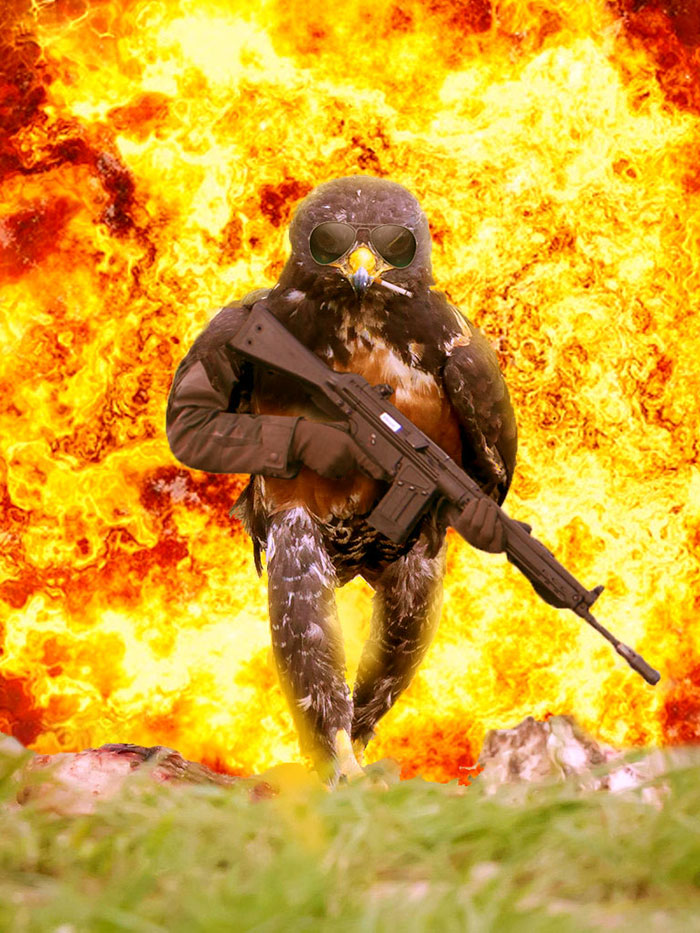 This Badass Hawk Just Sparked The Most Intense Photoshop Battle Ever (95 Pics) This Badass Hawk Just Sparked The Most Intense Photoshop Battle Ever (95 Pics)