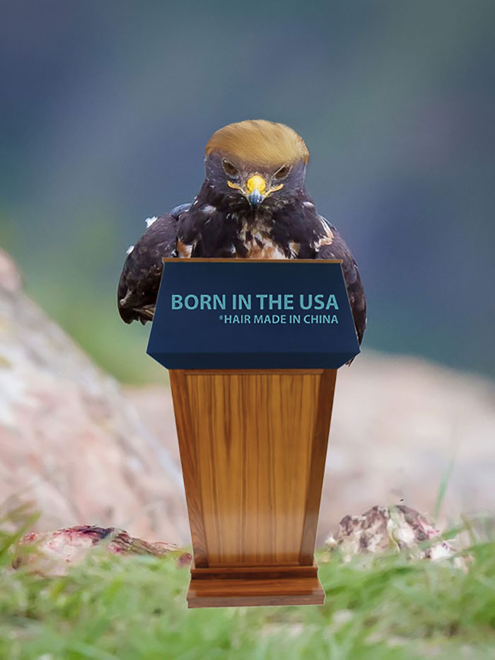 This Badass Hawk Just Sparked The Most Intense Photoshop Battle Ever (95 Pics) This Badass Hawk Just Sparked The Most Intense Photoshop Battle Ever (95 Pics)