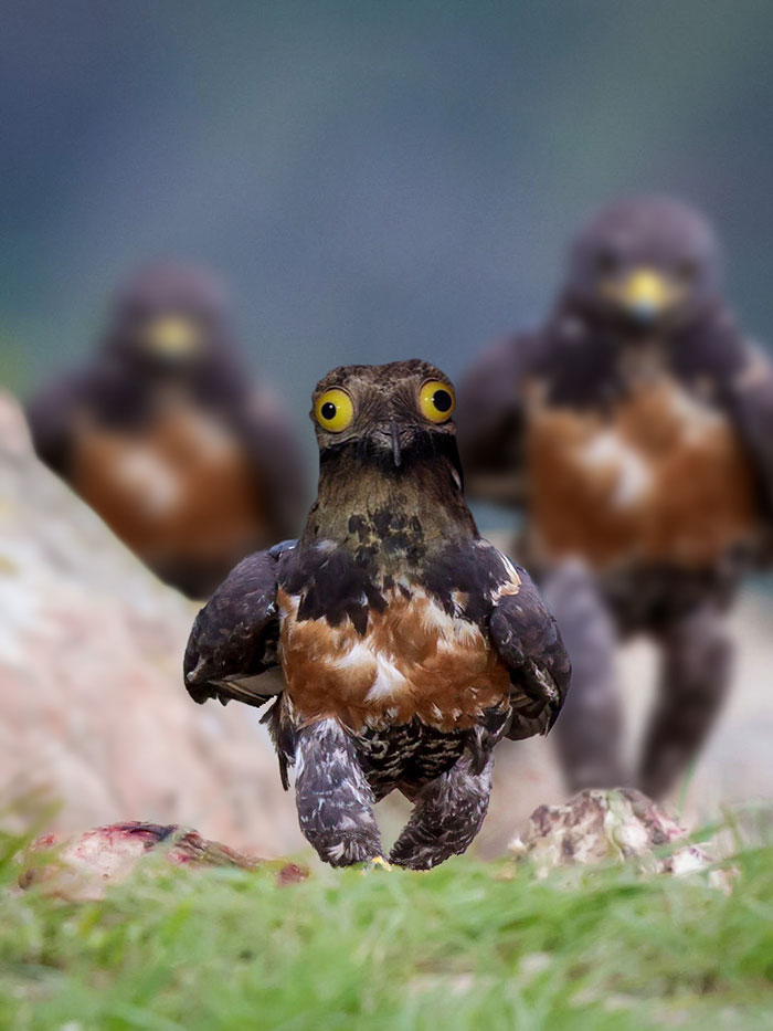 This Badass Hawk Just Sparked The Most Intense Photoshop Battle Ever (95 Pics) This Badass Hawk Just Sparked The Most Intense Photoshop Battle Ever (95 Pics)