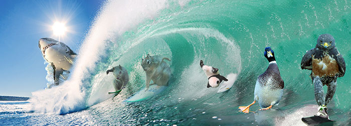 This Badass Hawk Just Sparked The Most Intense Photoshop Battle Ever (95 Pics) This Badass Hawk Just Sparked The Most Intense Photoshop Battle Ever (95 Pics)