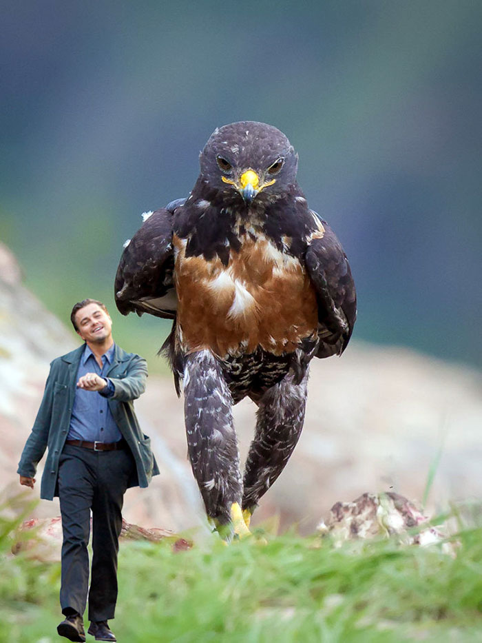 This Badass Hawk Just Sparked The Most Intense Photoshop Battle Ever (95 Pics) This Badass Hawk Just Sparked The Most Intense Photoshop Battle Ever (95 Pics)