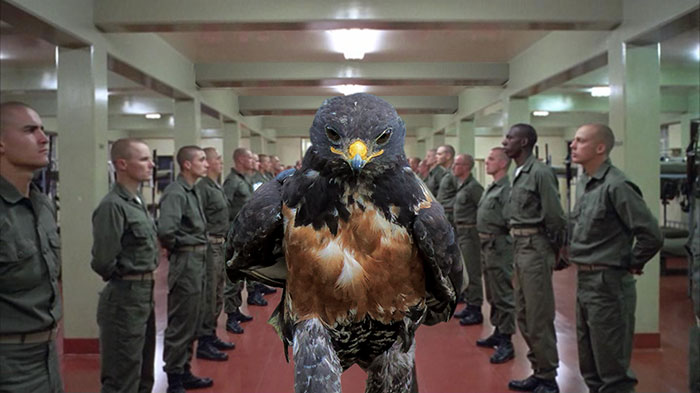 This Badass Hawk Just Sparked The Most Intense Photoshop Battle Ever (95 Pics) This Badass Hawk Just Sparked The Most Intense Photoshop Battle Ever (95 Pics)