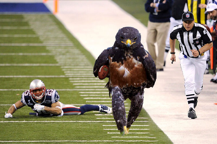 This Badass Hawk Just Sparked The Most Intense Photoshop Battle Ever (95 Pics) This Badass Hawk Just Sparked The Most Intense Photoshop Battle Ever (95 Pics)