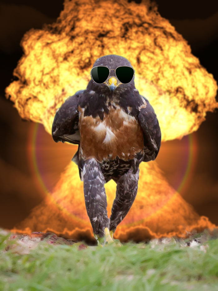 This Badass Hawk Just Sparked The Most Intense Photoshop Battle Ever (95 Pics) This Badass Hawk Just Sparked The Most Intense Photoshop Battle Ever (95 Pics)