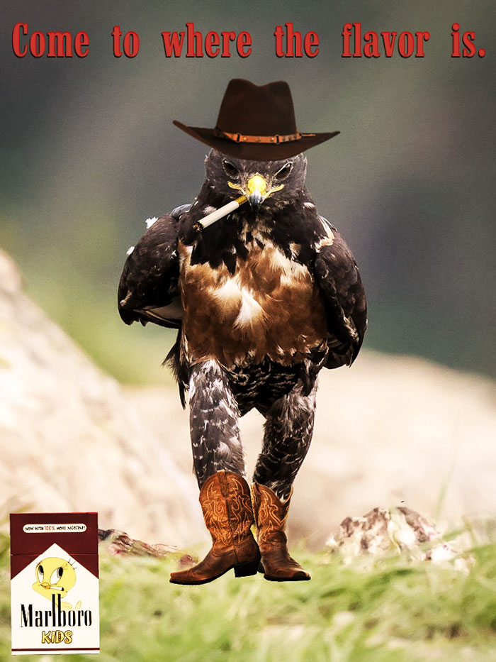 This Badass Hawk Just Sparked The Most Intense Photoshop Battle Ever (95 Pics) This Badass Hawk Just Sparked The Most Intense Photoshop Battle Ever (95 Pics)