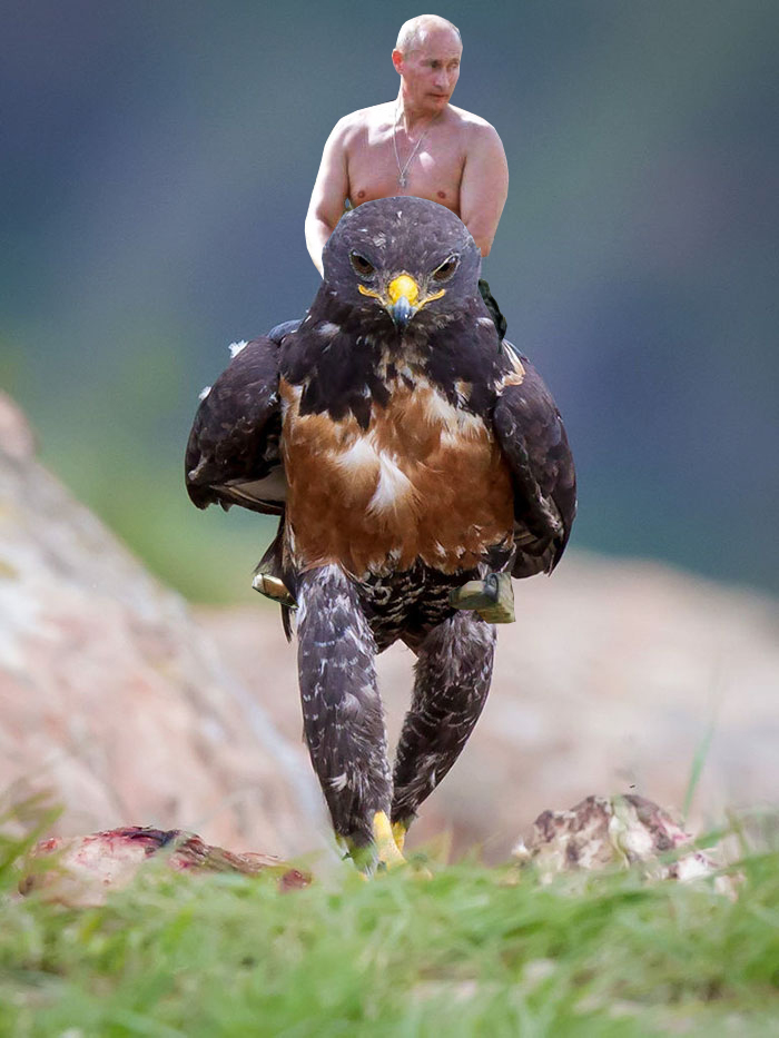 This Badass Hawk Just Sparked The Most Intense Photoshop Battle Ever (95 Pics) This Badass Hawk Just Sparked The Most Intense Photoshop Battle Ever (95 Pics)