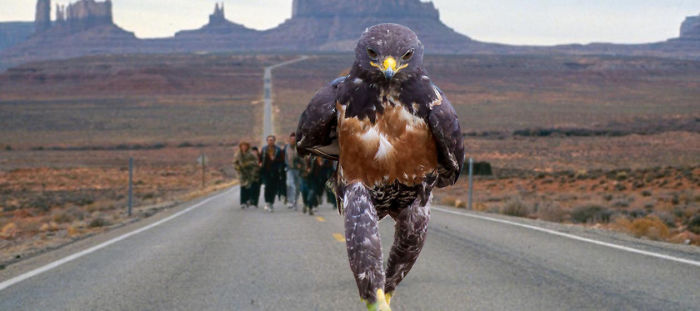 This Badass Hawk Just Sparked The Most Intense Photoshop Battle Ever (95 Pics) This Badass Hawk Just Sparked The Most Intense Photoshop Battle Ever (95 Pics)