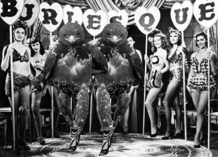 This Badass Hawk Just Sparked The Most Intense Photoshop Battle Ever (95 Pics) This Badass Hawk Just Sparked The Most Intense Photoshop Battle Ever (95 Pics)