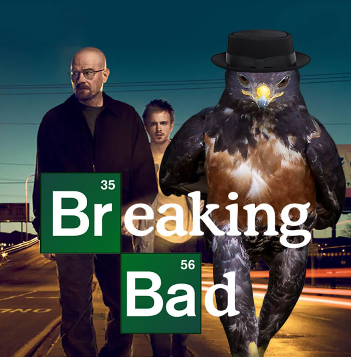 This Badass Hawk Just Sparked The Most Intense Photoshop Battle Ever (95 Pics) This Badass Hawk Just Sparked The Most Intense Photoshop Battle Ever (95 Pics)