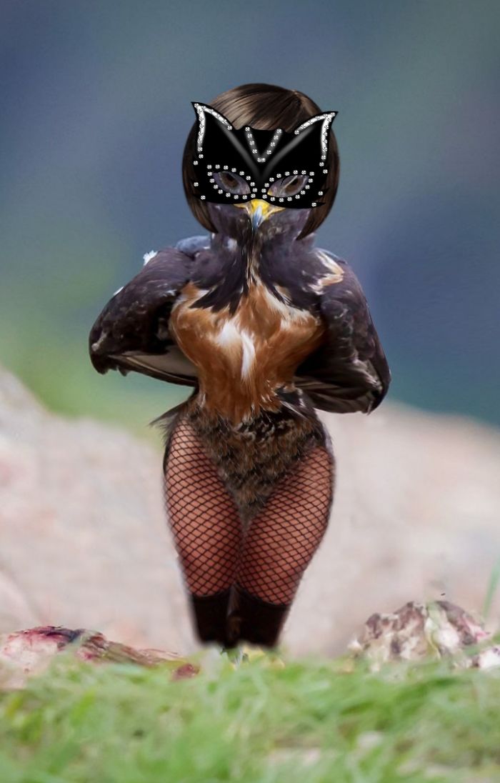 This Badass Hawk Just Sparked The Most Intense Photoshop Battle Ever (95 Pics) This Badass Hawk Just Sparked The Most Intense Photoshop Battle Ever (95 Pics)