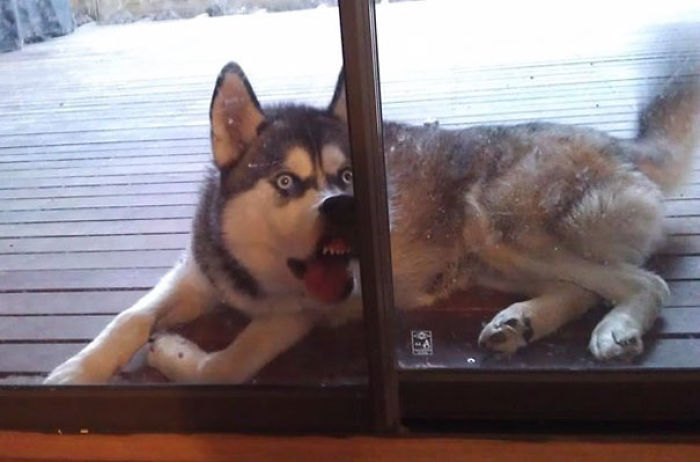 50 Horribly Non-Photogenic Animals That Will Make You Laugh Way Harder Than You Should