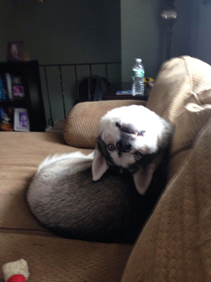 50 Horribly Non-Photogenic Animals That Will Make You Laugh Way Harder Than You Should