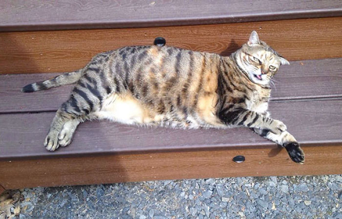 50 Horribly Non-Photogenic Animals That Will Make You Laugh Way Harder Than You Should