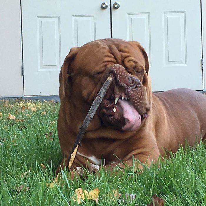 50 Horribly Non-Photogenic Animals That Will Make You Laugh Way Harder Than You Should