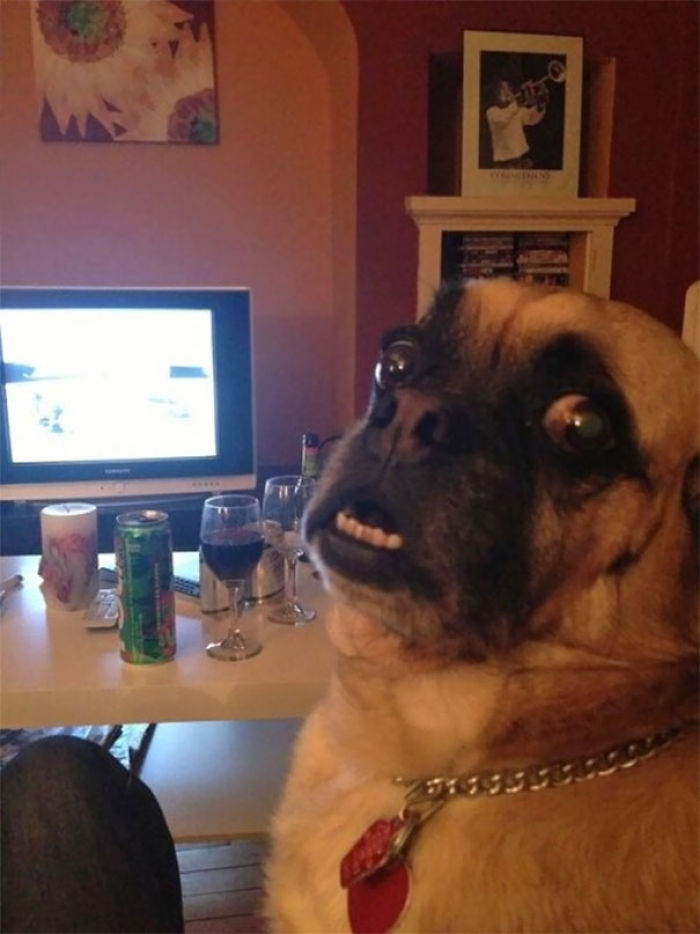 50 Horribly Non-Photogenic Animals That Will Make You Laugh Way Harder Than You Should