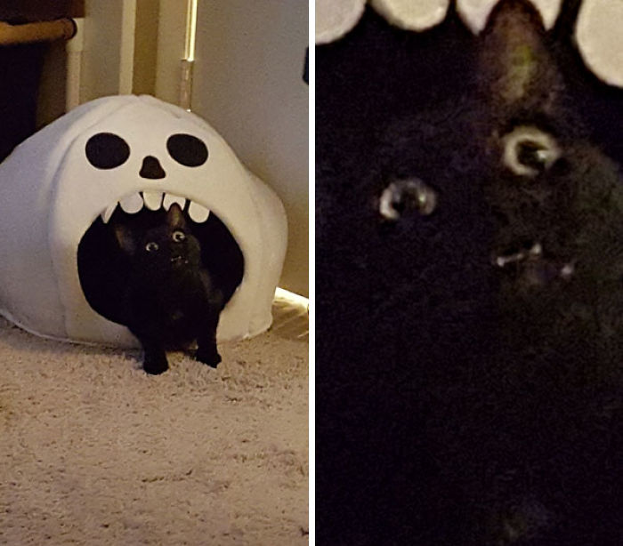 50 Horribly Non-Photogenic Animals That Will Make You Laugh Way Harder Than You Should