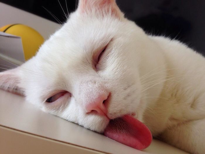 50 Horribly Non-Photogenic Animals That Will Make You Laugh Way Harder Than You Should