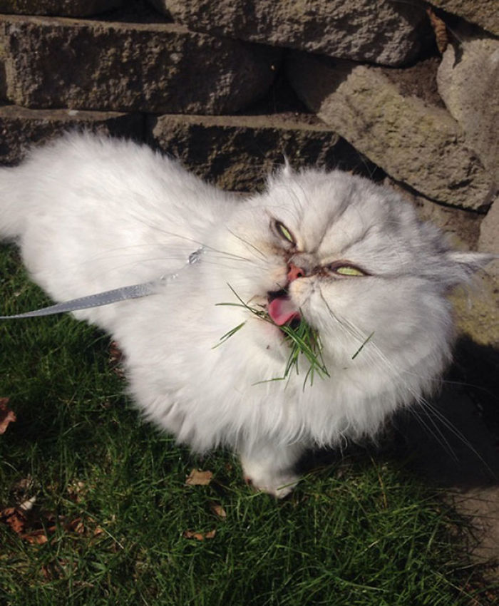 50 Horribly Non-Photogenic Animals That Will Make You Laugh Way Harder Than You Should