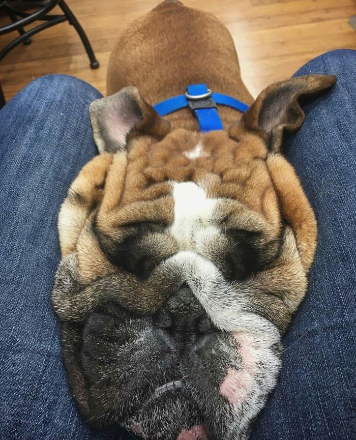 50 Horribly Non-Photogenic Animals That Will Make You Laugh Way Harder Than You Should