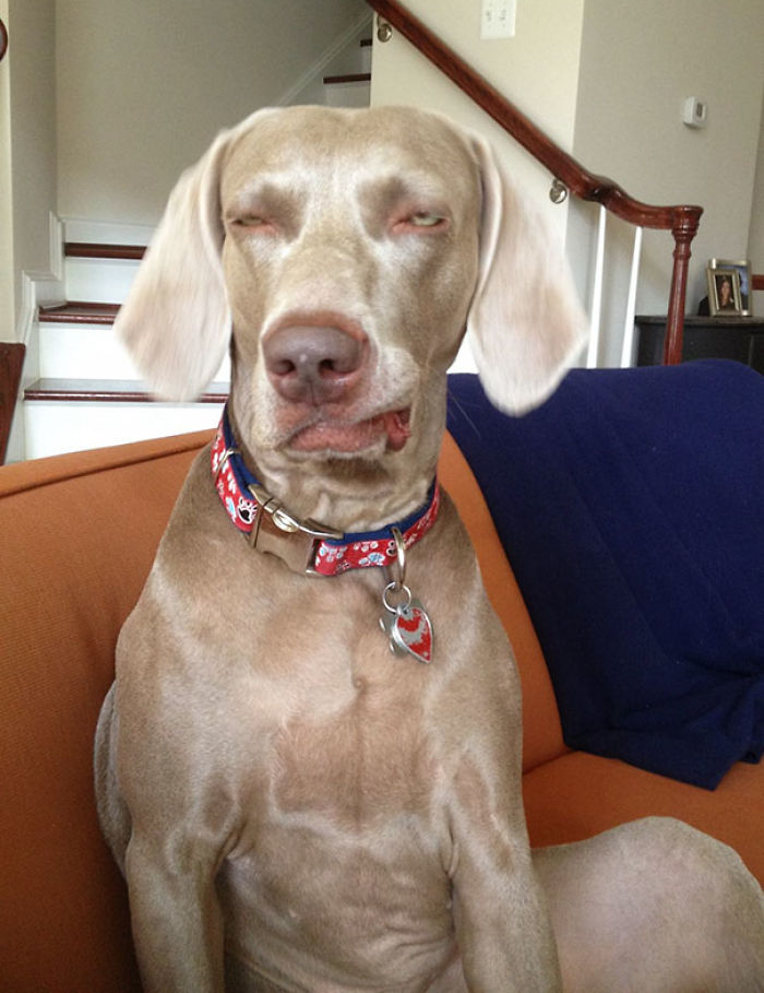 50 Horribly Non-Photogenic Animals That Will Make You Laugh Way Harder Than You Should