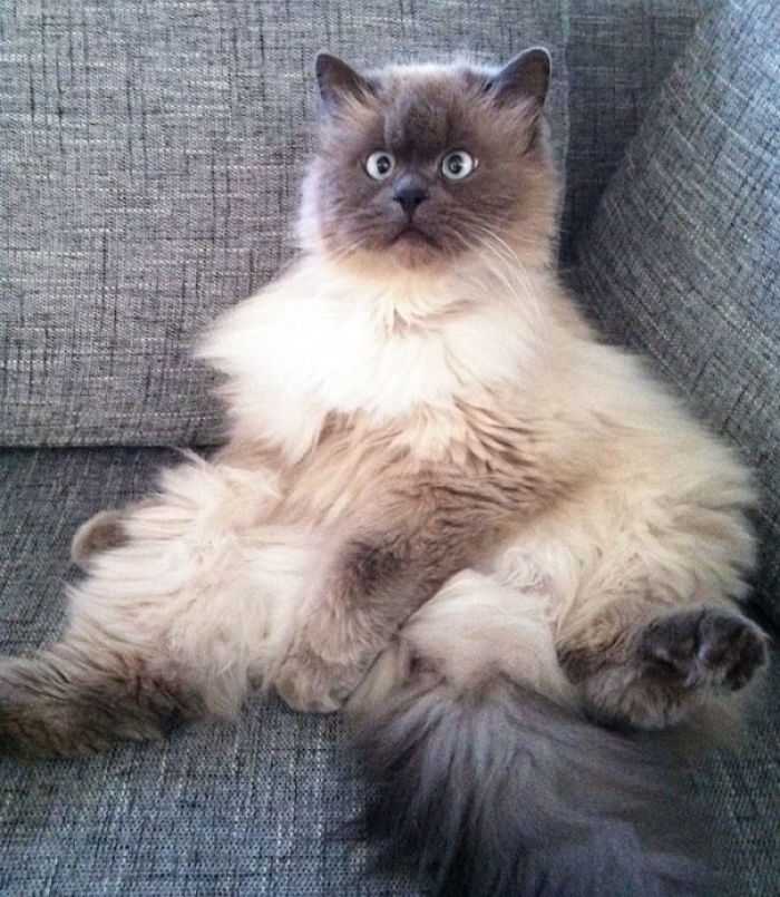 50 Horribly Non-Photogenic Animals That Will Make You Laugh Way Harder Than You Should