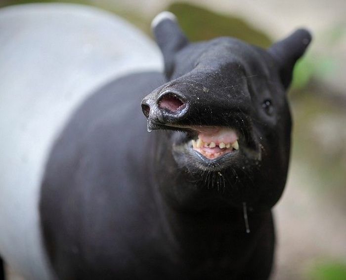 50 Horribly Non-Photogenic Animals That Will Make You Laugh Way Harder Than You Should