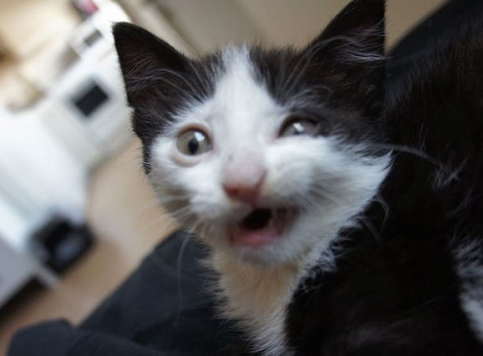 50 Horribly Non-Photogenic Animals That Will Make You Laugh Way Harder Than You Should