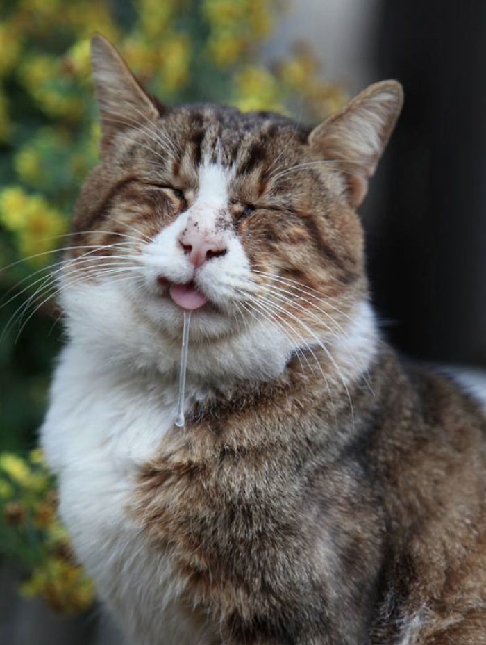 50 Horribly Non-Photogenic Animals That Will Make You Laugh Way Harder Than You Should