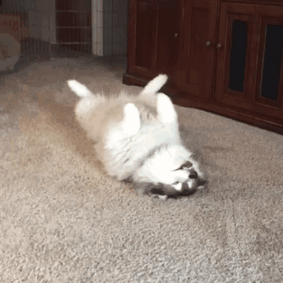 50 Horribly Non-Photogenic Animals That Will Make You Laugh Way Harder Than You Should