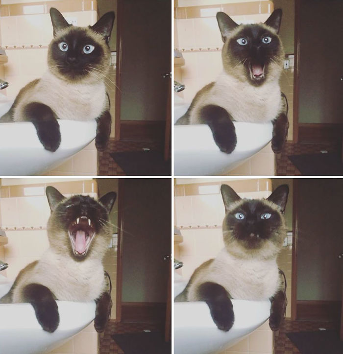 50 Horribly Non-Photogenic Animals That Will Make You Laugh Way Harder Than You Should