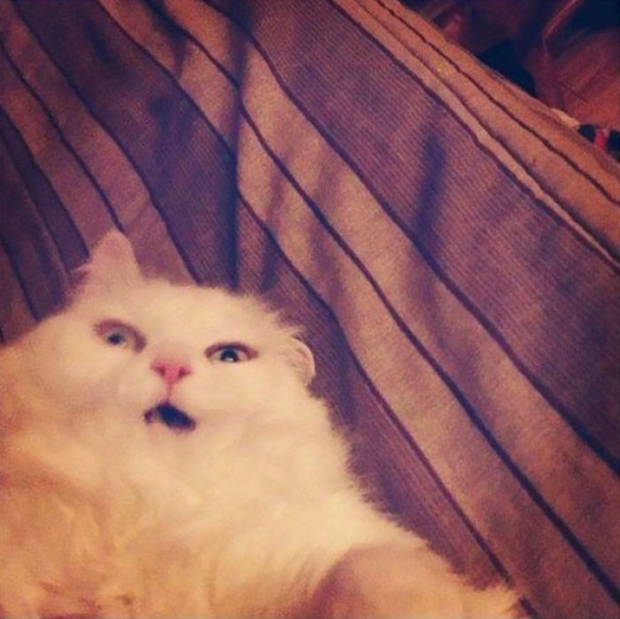 50 Horribly Non-Photogenic Animals That Will Make You Laugh Way Harder Than You Should