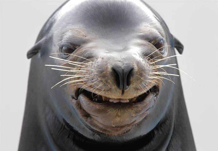 50 Horribly Non-Photogenic Animals That Will Make You Laugh Way Harder Than You Should