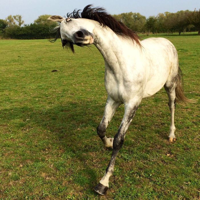 50 Horribly Non-Photogenic Animals That Will Make You Laugh Way Harder Than You Should