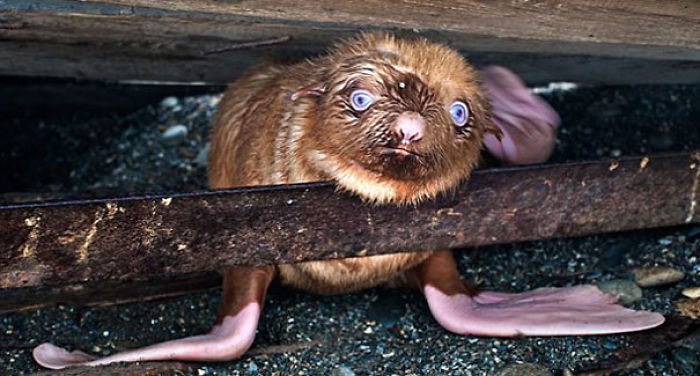 50 Horribly Non-Photogenic Animals That Will Make You Laugh Way Harder Than You Should
