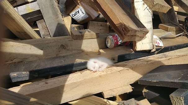 Man Hears Kittens Meowing, Spends 7 Hours Digging In Dumpster To Save Ditched Litter Of Furballs