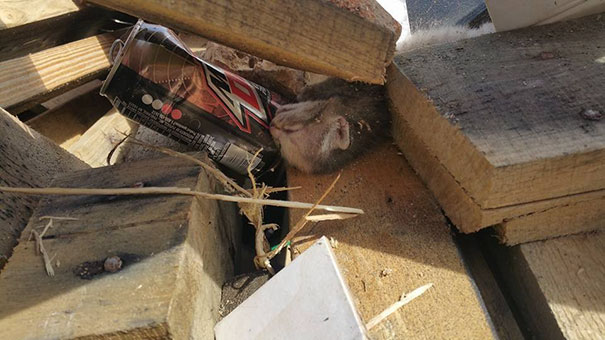 Man Hears Kittens Meowing, Spends 7 Hours Digging In Dumpster To Save Ditched Litter Of Furballs