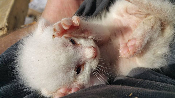 Man Hears Kittens Meowing, Spends 7 Hours Digging In Dumpster To Save Ditched Litter Of Furballs