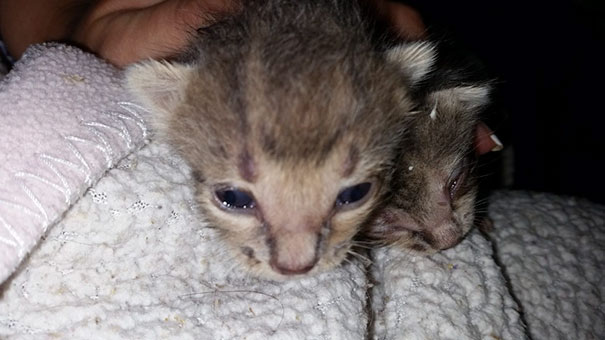 Man Hears Kittens Meowing, Spends 7 Hours Digging In Dumpster To Save Ditched Litter Of Furballs